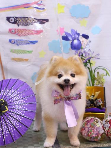 20240518モコくん